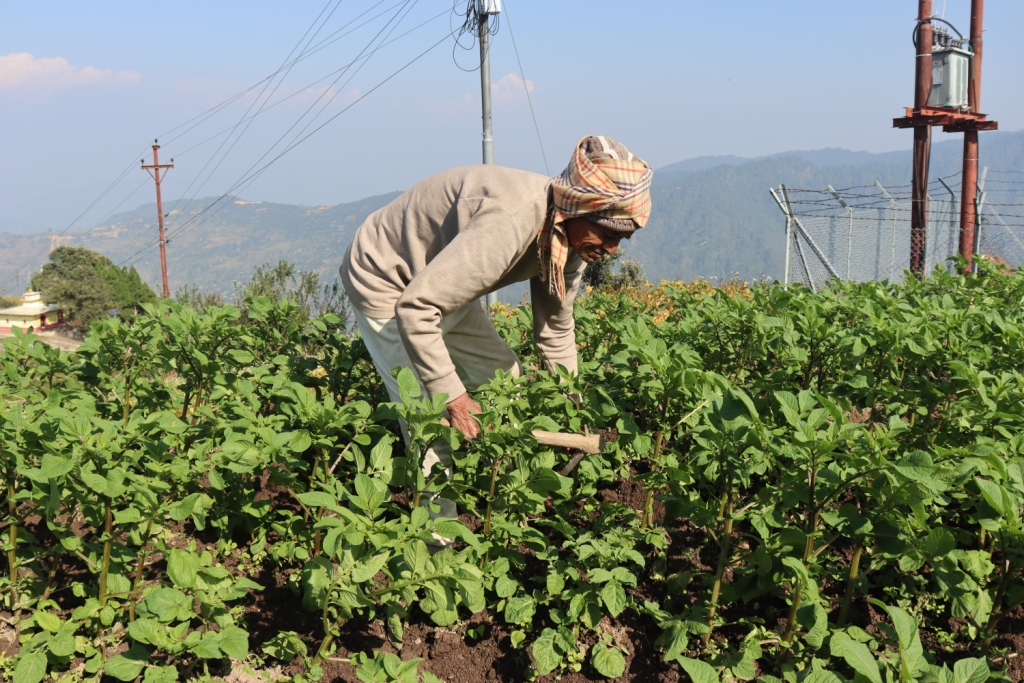 डडेल्धुराका  तारादत्त ९० वर्षको उमेरमा पनि कृषि र पशुपालनमा सक्रिय