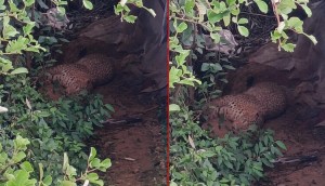 पासोमा परेकाे चितुवा भागेपछि बैतडीको गुरुखोलामा त्रास