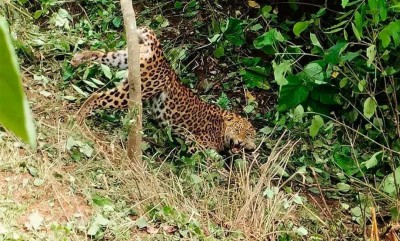 बैतडीमा पासोमा पर्‍यो चितुवा 