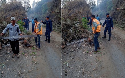 भासुमा रुख ढलेर अवरुद्ध बनेको भीमदत्त राजमार्ग सुचारु