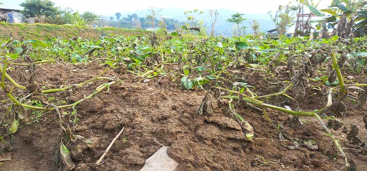 डडेल्धुरामा आलु खेतीमा लाग्ने डढुवा रोगबाट बच्न किसानलाई ज्ञान केन्द्रको अनुरोध