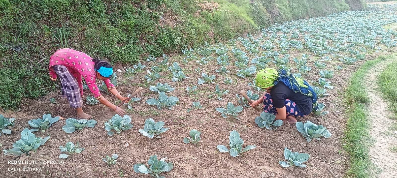 कृषिमा महिलाको संलग्नता बढी तर कृषियन्त्र पुरुषमैत्री