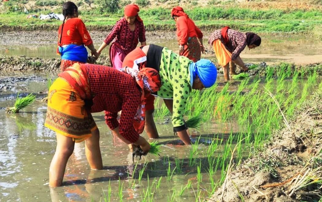 डोटीमा विस्तार हुँदै चैते धानखेती