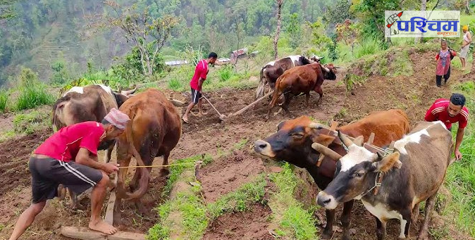 कृषिमा यन्त्रीकरणले देखिन छाड्यो हलो