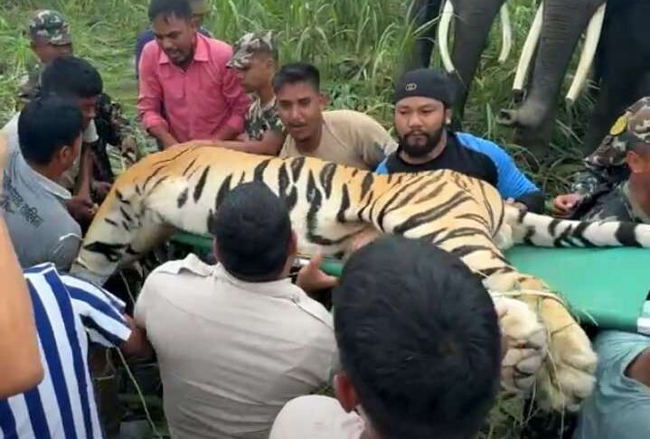 कञ्चनपुरमा महिलाकाे ज्यान लिने नरभक्षी बाघ नियन्त्रणमा