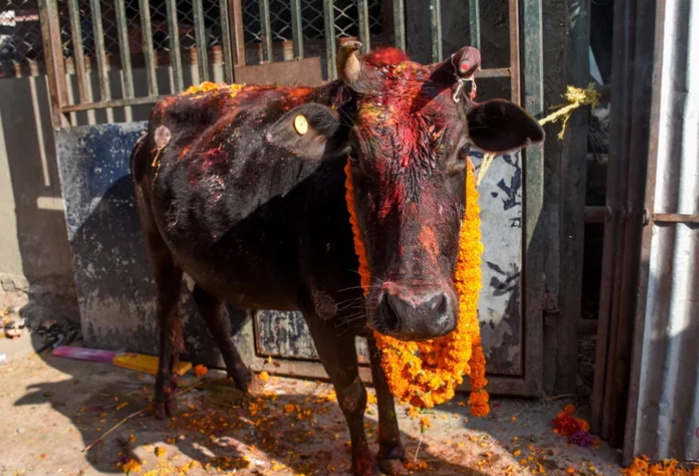 तिहारको चौँथो दिन : आज गोवर्द्धन पूजा