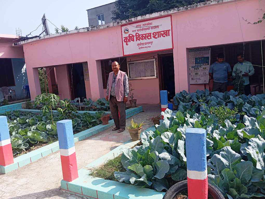 कञ्चनपुरको कृष्णपुर नगरपालिका परिसरमै करेसाबारी